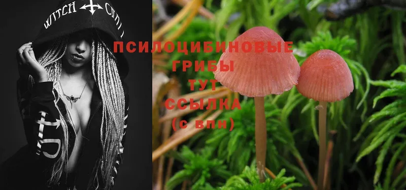 купить наркоту  Крым  Галлюциногенные грибы Cubensis 